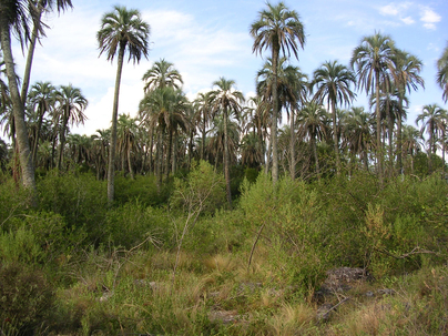 Field site at El Palmar National Park, Entre Rios, Argentina