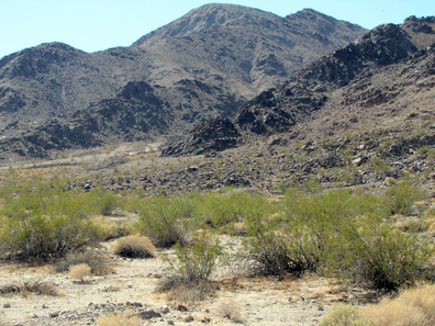 Image of field site at Zzyzx, San Bernardino County, California, USA