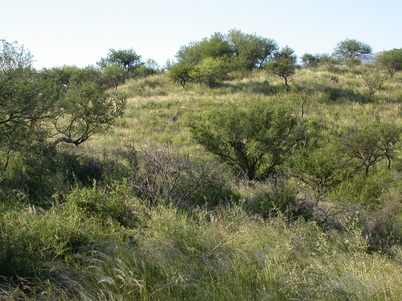Image of field site at Cruz de Piedra, San Luis, Argentina