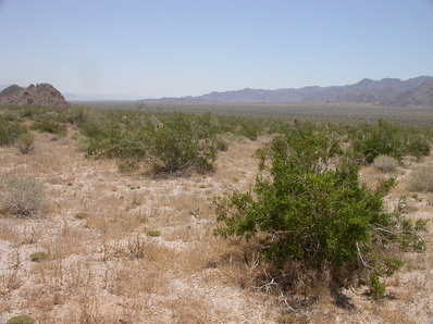 Image of field site at Desert Center, USA