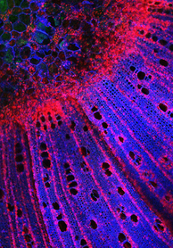 Image of a Malosma laurina stem under confocal microcoscopy. Starch granules in red.