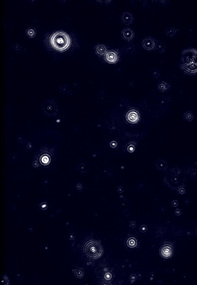 Image of nanobubbles in xylem sap of Geijera parviflora